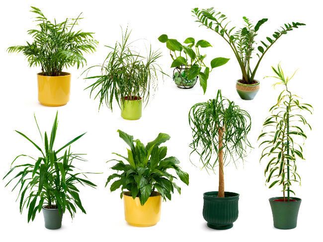 Coup de coeur #28 : Les plantes dépolluantes qui purifient notre intérieur