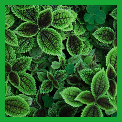 Le Rendez-vous des Parfums : Menthe Basilic
