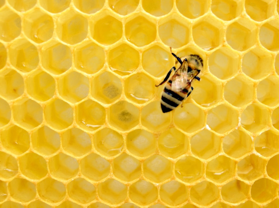 Les abeilles, un maillon indispensable à notre environnement
